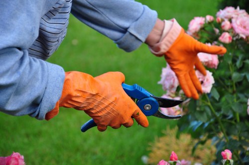 Arborist using specialized equipment for tree services